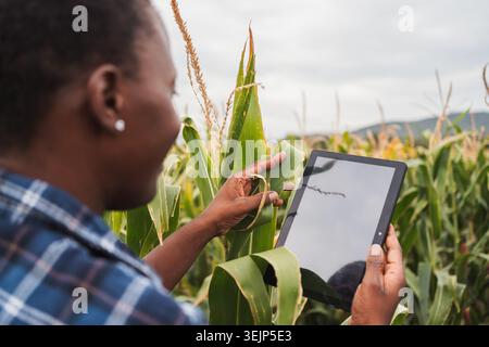 Farmer inspecting corn crops using digital tablet in cultivated field Stock Photo