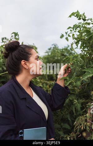 Agricultural engineer inspecting tomato plants in greenhouse Stock Photo