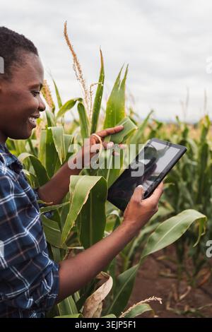 Young African farmer woman is checking corn crops with a digital tablet in her hands Stock Photo