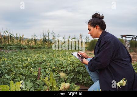 Female farmer using digital tablet while crouching in melon field Stock Photo