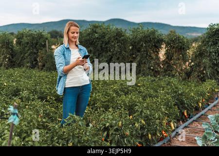 Farmer using smartphone in a pepper field with irrigation system Stock Photo