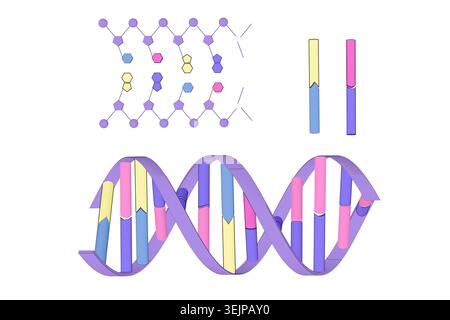 Illustration showing the double helix structure of DNA ...