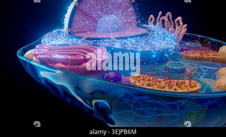 Illustration of a cross-section through an animal cell. The cell is ...