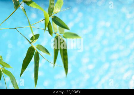 Blurred summer background with bamboo leaves and blue water swimming pool. Stock Photo