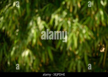 Bamboo forest as natural blured abstract background. Bokeh in nature forest. Stock Photo