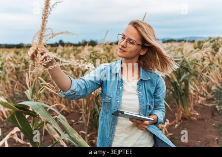 Agronomist analyzing ripe corn crops in field using digital tablet Stock Photo