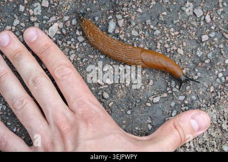 Big Spanish brown slug pest known as Arion vulgaris or Arion lusitanicus crawling on ground. Stock Photo