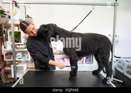 Female dog groomer cuddling a giant schnauzer preparing it for a hair cutting Stock Photo