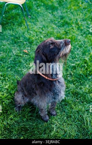 A German Wirehaired Pointer sits in a grassy backyard, looking up with curiosity. The dog has a collar and shows interest, possibly waiting for its ow Stock Photo