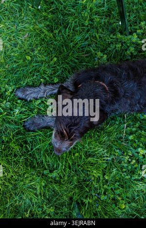 A German Wirehaired Pointer lies on green grass in a backyard. The dog is resting quietly with its paws stretched out. It is daytime with clear weathe Stock Photo