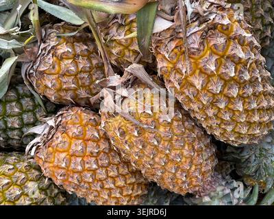 Pineapple fruits pile close up tropical texture background Stock Photo