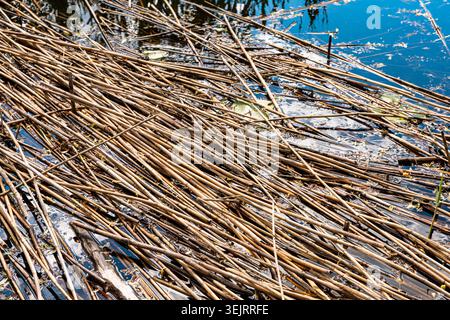 Dry reed stems floating on water surface in natural wetland Stock Photo