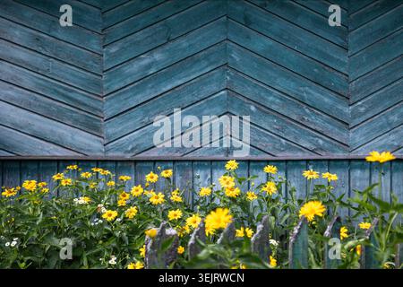 Yellow flowers grow in front of a rustic wooden building with weathered blue-painted plank walls arranged in a chevron pattern behind a small wooden p Stock Photo