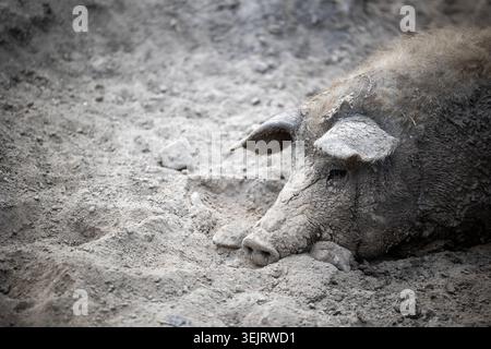 A large mangalica pig covered in dried mud lies down on the ground inside an outdoor agricultural enclosure, with its woolly coat and floppy ears visi Stock Photo