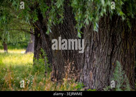Row of mature willow trees with thick rough textured bark stands in a grassy meadow with wild flowers and green summer foliage under the shade of leaf Stock Photo