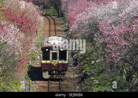 Local train running through colorful spring blossom tunnel  in rural Japan Stock Photo