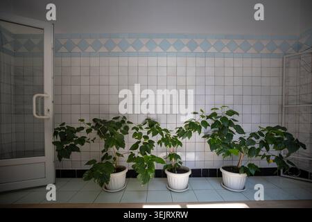 Three potted green plants stand in a row against a white tiled wall with a light blue diamond patterned border on the tiled floor of an indoor hallway Stock Photo