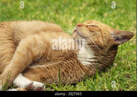 Relaxed orange tabby cat lying on grass with eyes closed in natural light, peaceful outdoor pet portrait. Stock Photo