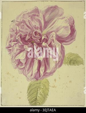 Peony with two flies on its blossom, 17th century; 18th century. Stock Photo