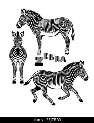 Monochrome zebra set. Hand drawn. Not AI, vector illustration. Stock Vector