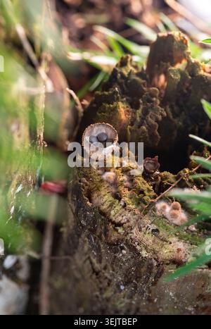 Macro photograph of a rare bird's nest fungus (Nidulariaceae) growing on a mossy decaying log, showcasing the egg-like peridioles inside the cup. Stock Photo