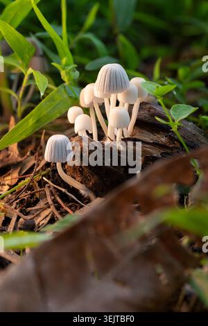 A cluster of delicate white wild mushrooms (Mycena species) growing on a decaying log in the forest, beautifully backlit by natural sunlight. Stock Photo