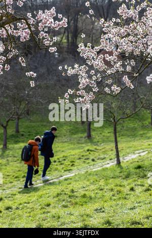 Flowering almond branches in Petrin Gardens with people walking along a small path on Petrin Hill in Prague. Spring park landscape with blooming trees Stock Photo