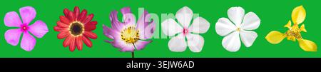 Different colorful spring flowers row isolated on bright chroma key green background Stock Photo
