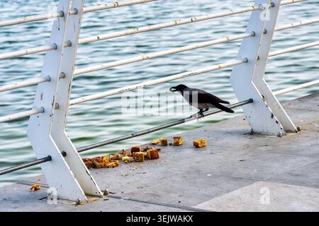 A hooded crow (Corvus cornix) eats bread scraps on the Baku Boulevard promenade along the Caspian Sea. Baku, Azerbaijan. Stock Photo