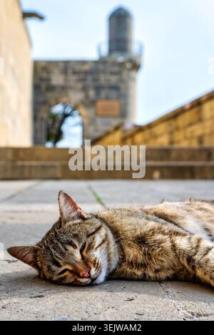A tabby street cat (Felis catus) naps on stone pavement at the Palace of the Shirvanshahs. Baku, Azerbaijan. Stock Photo