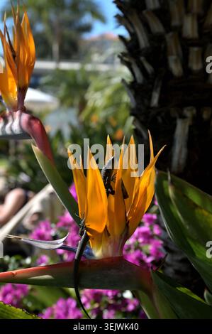 Madeira wall lizards (Teira dugesii) basking on a bird of paradise flower (Strelitzia reginae) in a tropical garden, Madeira, Portugal Stock Photo
