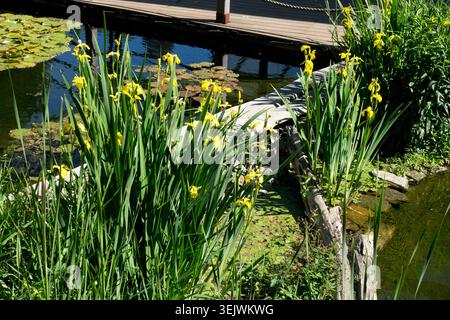 Yellow flowers of Yellow Flag Iris Iris pseudacorus on a pond bank in garden Stock Photo