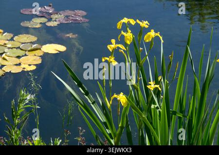 yellow flowers of Yellow Flag Iris Iris pseudacorus on a pond bank with water lily pads Stock Photo