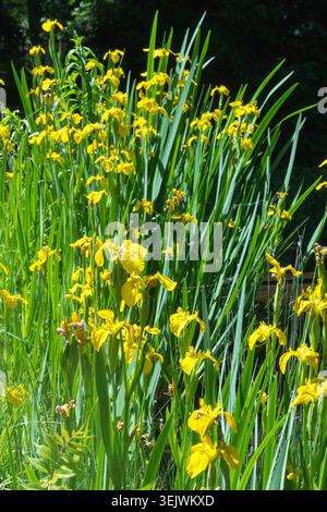 Yellow flowers of Yellow Flag Iris Iris pseudacorus in a Summer Garden Stock Photo