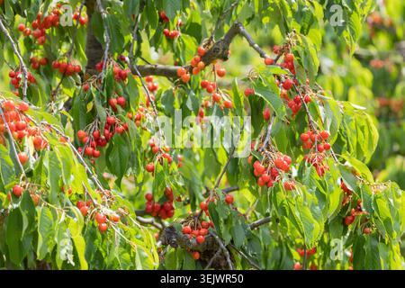 Clusters of ripe cherries growing on a cherry tree in a sunny summer garden. Stock Photo