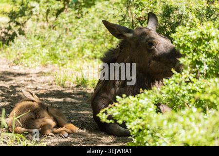 Female moose with calf resting in the shade at Wildpark an den Eichen in Schweinfurt, Bavaria, Germany. Stock Photo