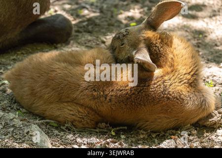 Baby moose calf resting on the ground in dappled sunlight, close-up wildlife photography. Stock Photo