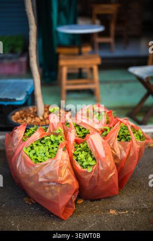 Green lush potted mint herbs neatly packed in plastic bags stand on ground at street flower market. Stock Photo