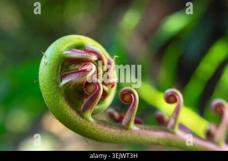 Elegant spiral pattern of a young fern frond unfurling, showcasing vibrant green and purple-red colors. Stock Photo