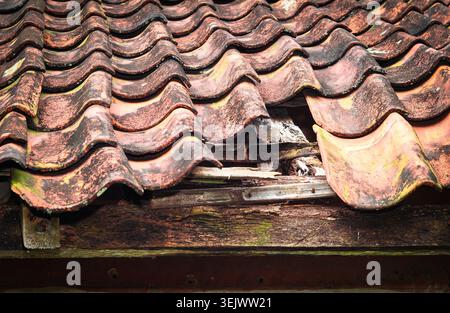 Damaged Clay Roof Tiles on Old House Stock Photo