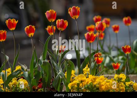 Orange Colorful Tulips on Blurred Background Stock Photo