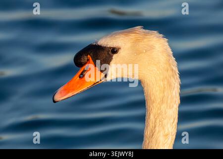 Portrait of side profile of Mute Swan head with blue water in background Stock Photo