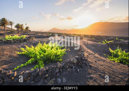 Traditional Volcanic Vineyard with Lava Stone Walls and Grapevines at Golden Sunset, La Geria, Lanzarote, Canary Islands, Spain Stock Photo