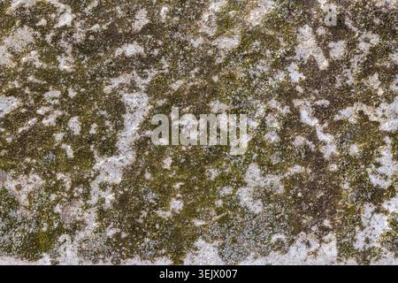 Close up on old limestone with green moss background texture Stock Photo