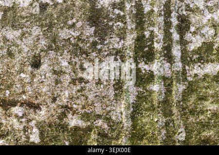 Close up on old limestone with green moss background texture Stock Photo