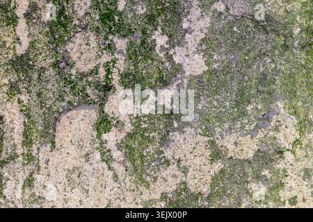 Close up on old plaster wall with green moss background texture Stock Photo