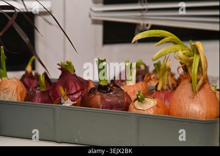 Sprouted onions grow in a plastic container on home windowsill. onion bulbs show fresh green scallion shoots indoors. Growing vegetables at home promo Stock Photo