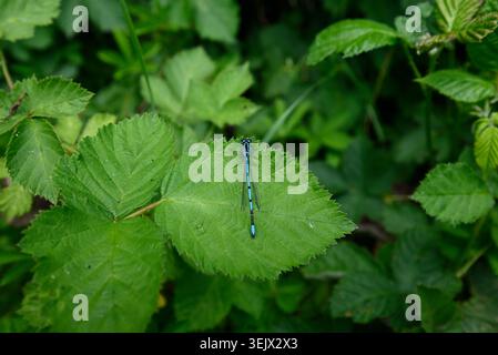 Blue northern damselfly sitting on blackberry leaf. Detail of Azure colored dragonfly (Coenagrion puella) resting on green blackberry  leaf. Stock Photo