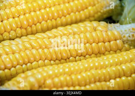Boiled corn cobs,selective focus Stock Photo