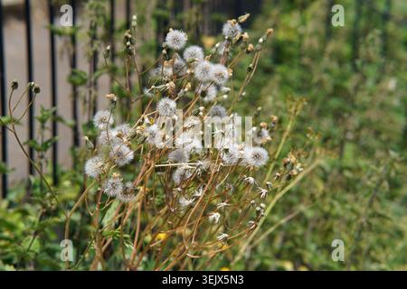 Dried dandelion seed heads with white fluffy clocks on brown stems in sunny garden setting, natural summer flora close-up. Stock Photo